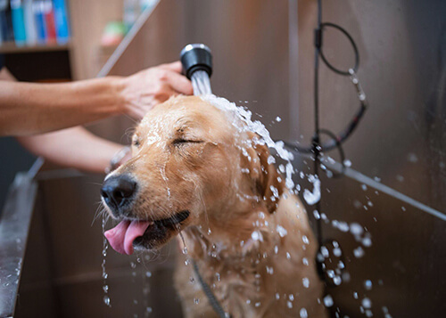 dog and cat spa center