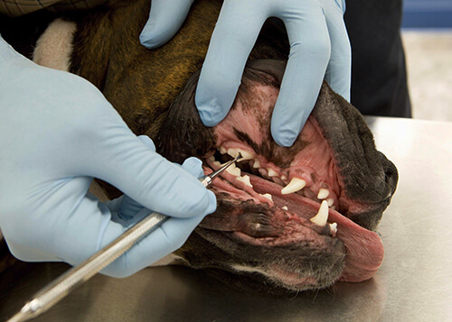 pet dental scaling