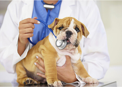 dog vaccinations